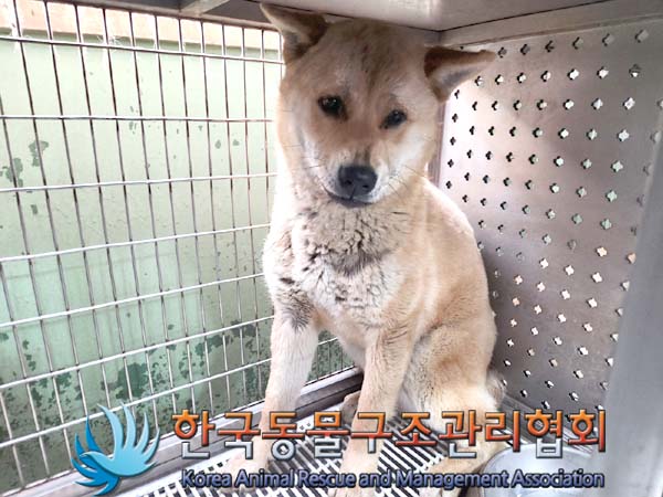 종료(안락사) 믹스…
