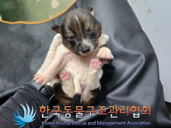 한국동물구조관리협회_441560202400292