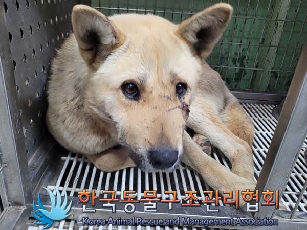 종료(안락사) 믹스…