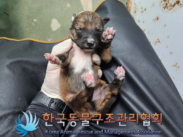 종료(안락사) 믹스…