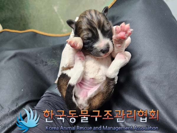 한국동물구조관리협회_441560202400298