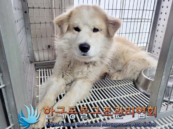 한국동물구조관리협회_441406202400482