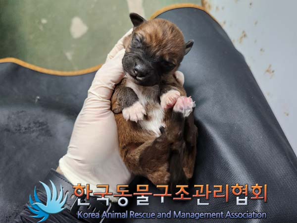 종료(안락사) 믹스…