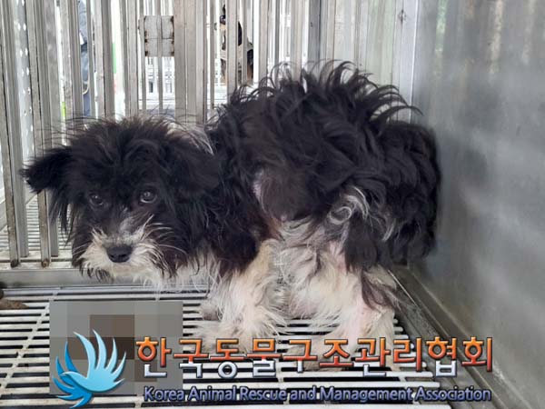 종료(안락사) 믹스…