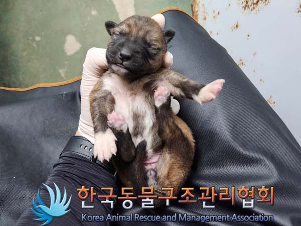 한국동물구조관리협회_441560202400299