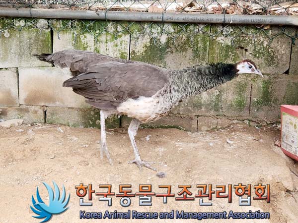 한국동물구조관리협회_441560202400288