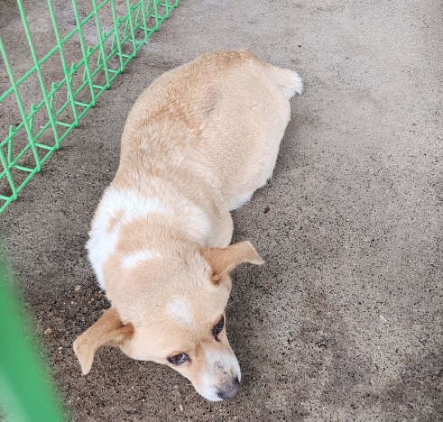 영천유기동물보호센터_447510202400248