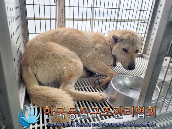 한국동물구조관리협회_441406202400483
