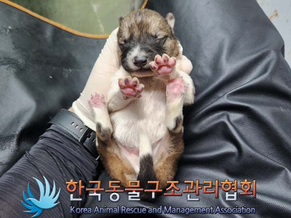 한국동물구조관리협회_441560202400293