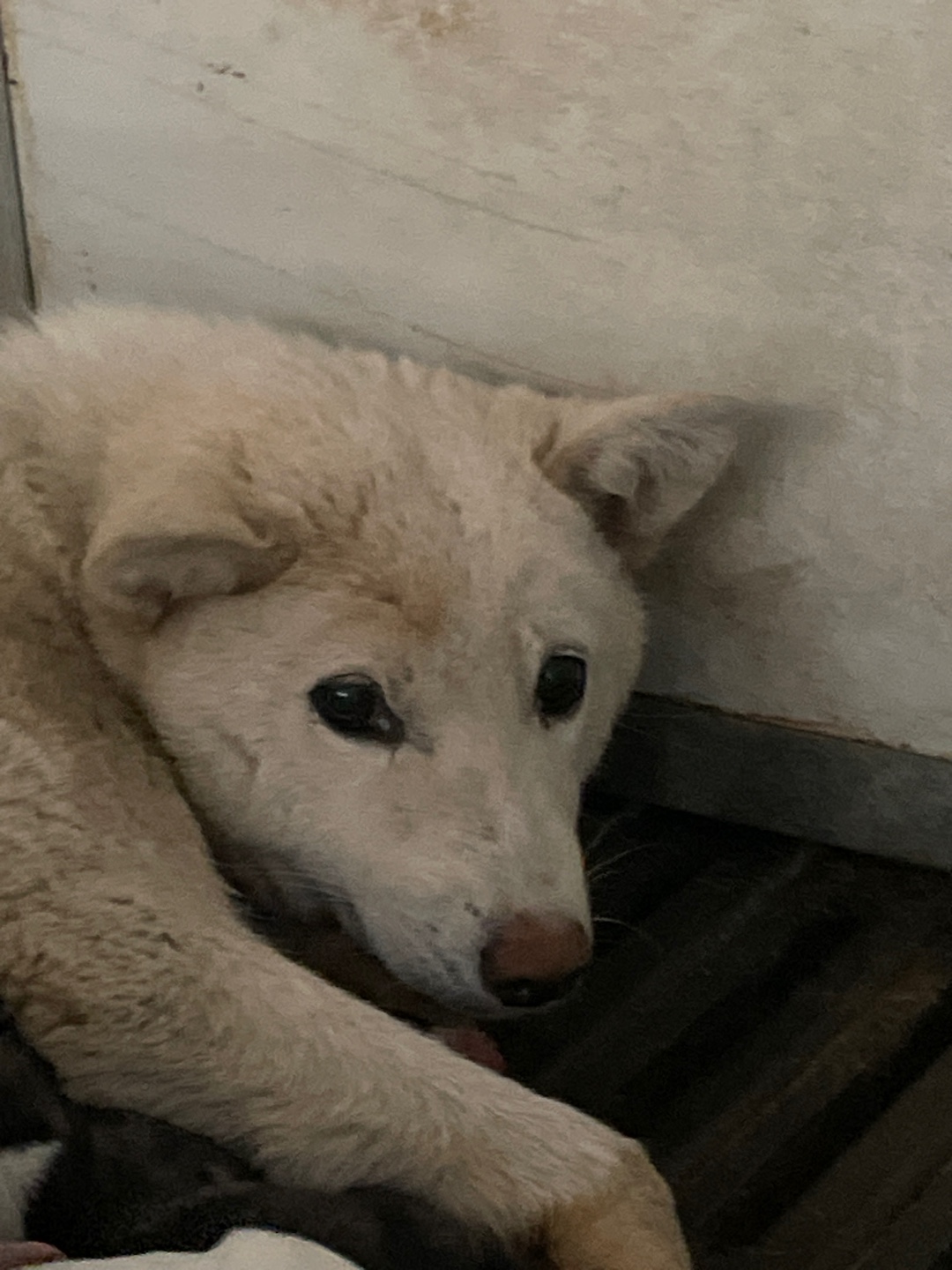 남양동물보호센터_441553202401074