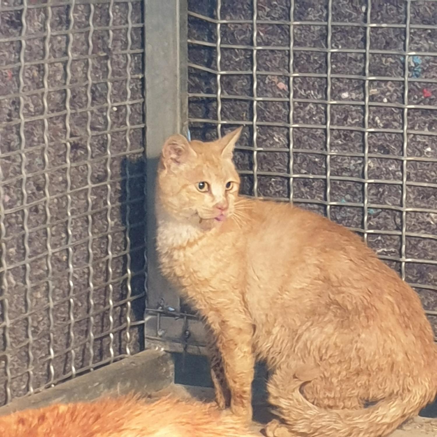 보호중 한국 고양이…