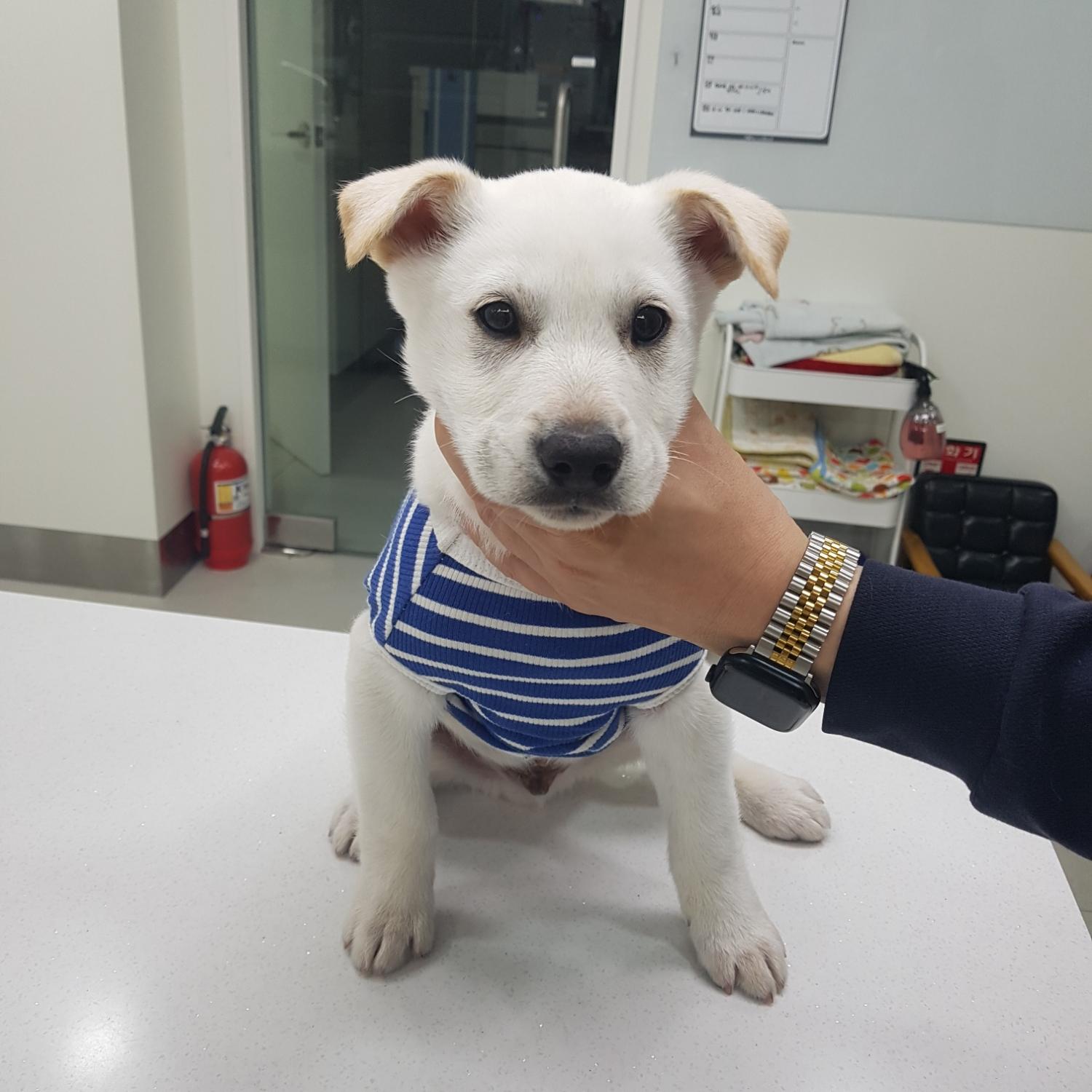 링크늘푸른동물병원_445464202401151