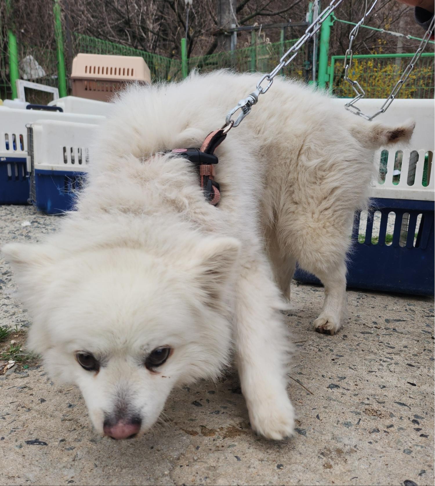 울산유기동물보호센터_431373202400324
