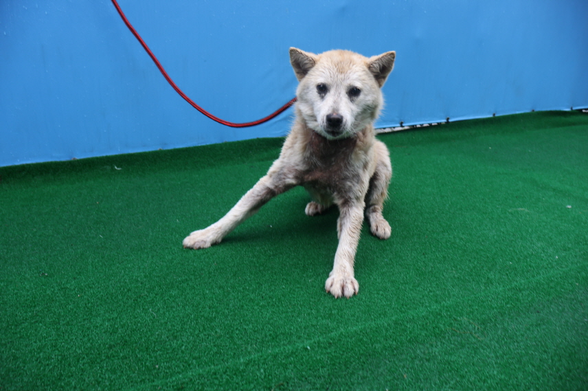 제주 동물보호센터_450650202400936
