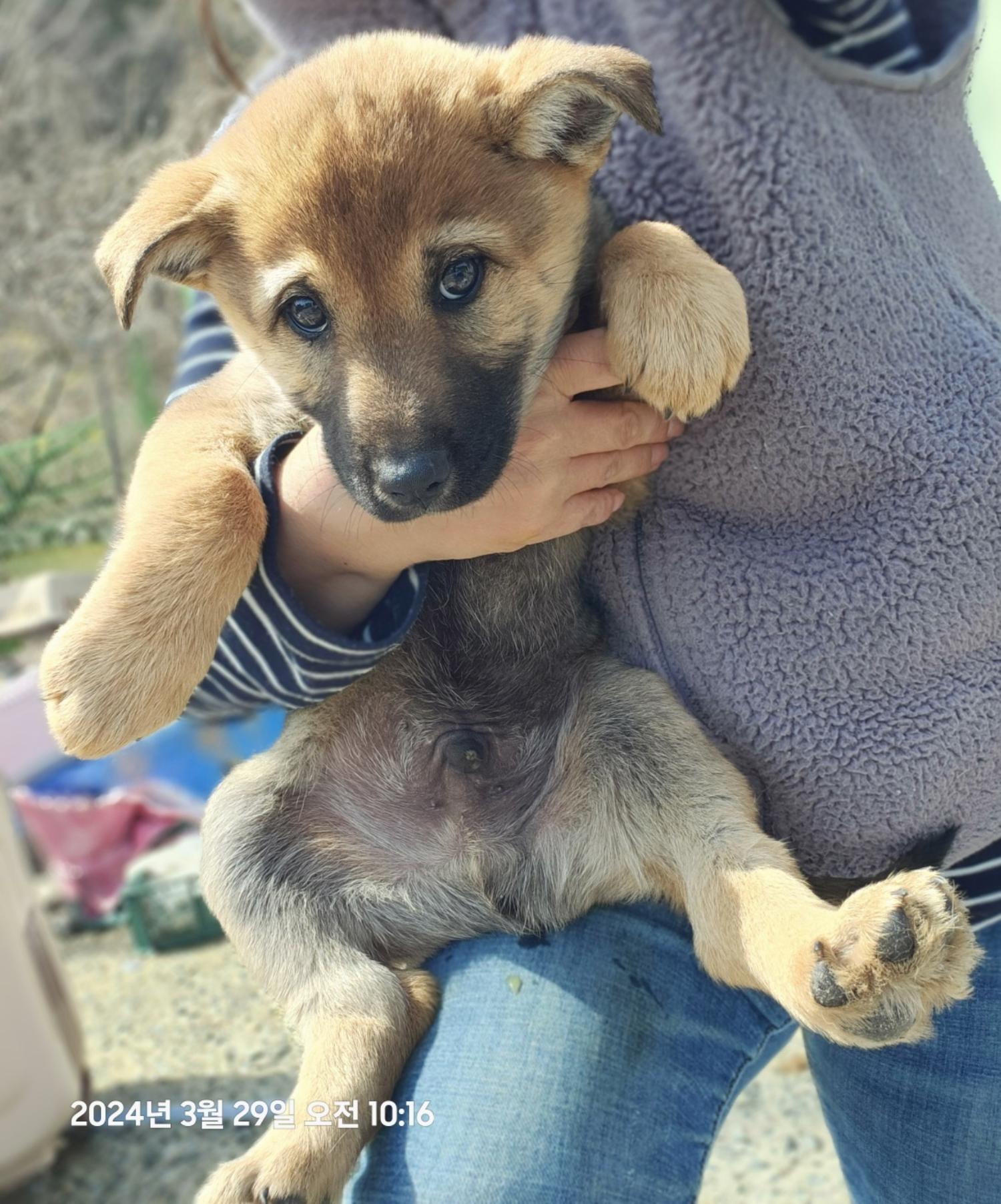울산유기동물보호센터_431373202400329