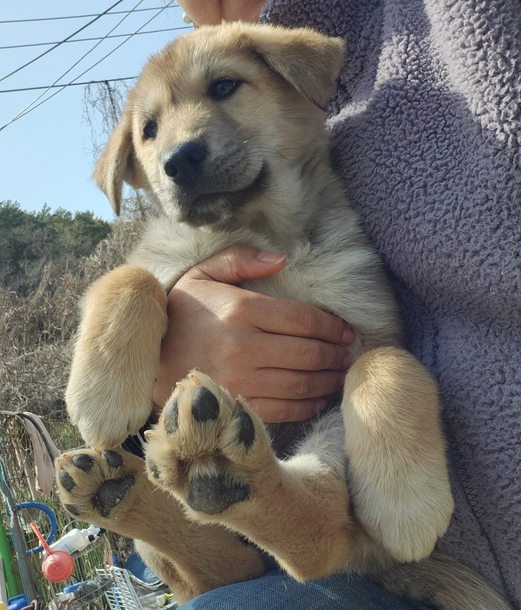 울산유기동물보호센터_431373202400331