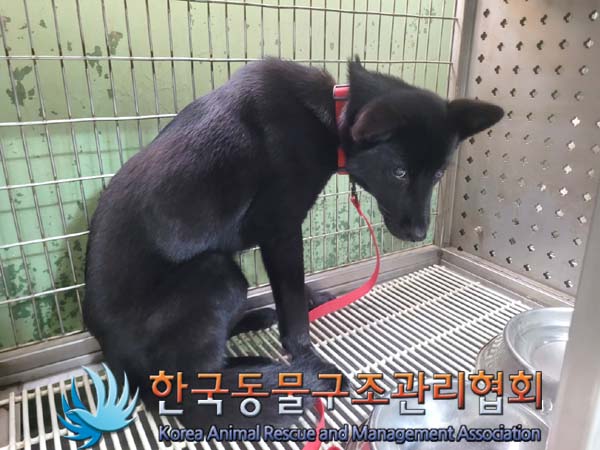 한국동물구조관리협회_411307202400117