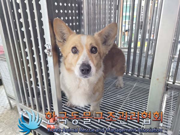한국동물구조관리협회_441406202400487