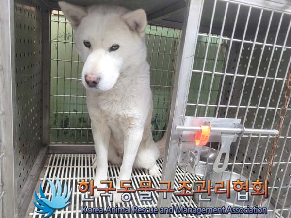 한국동물구조관리협회_441406202400486