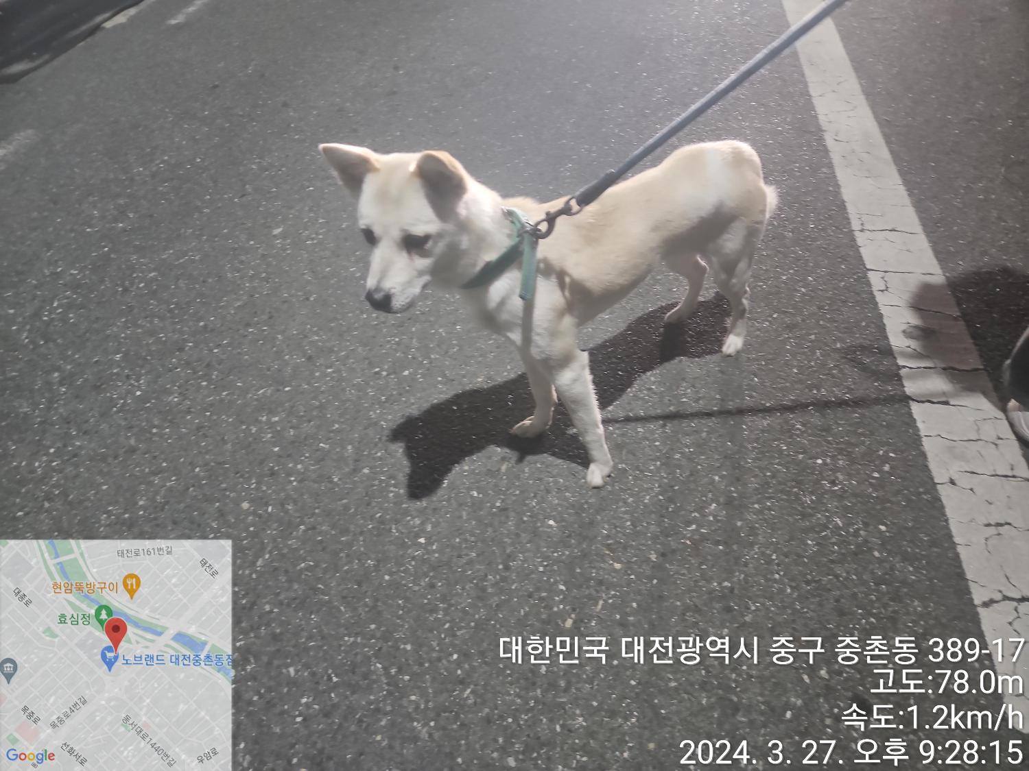 대전동물보호센터_430365202400074