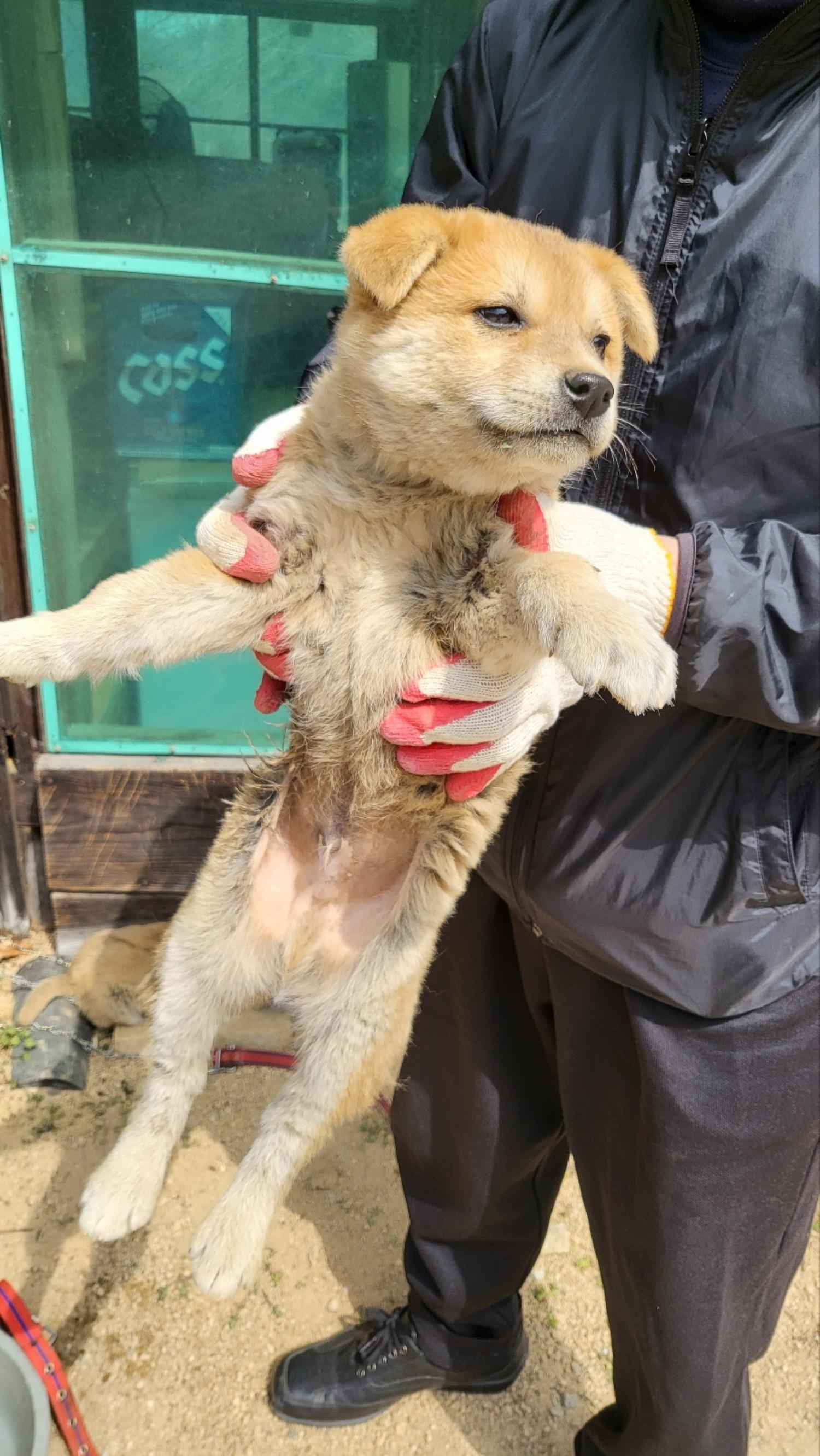 보호중 믹스견의 가…