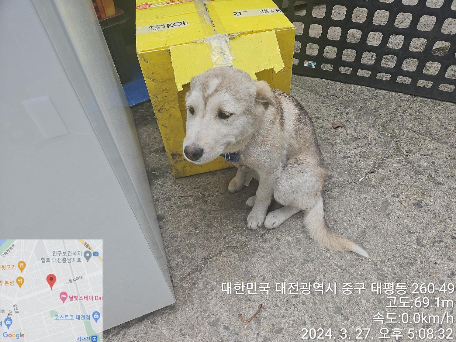 보호중 믹스견의 가…