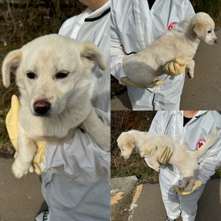 보호중 믹스견의 가…