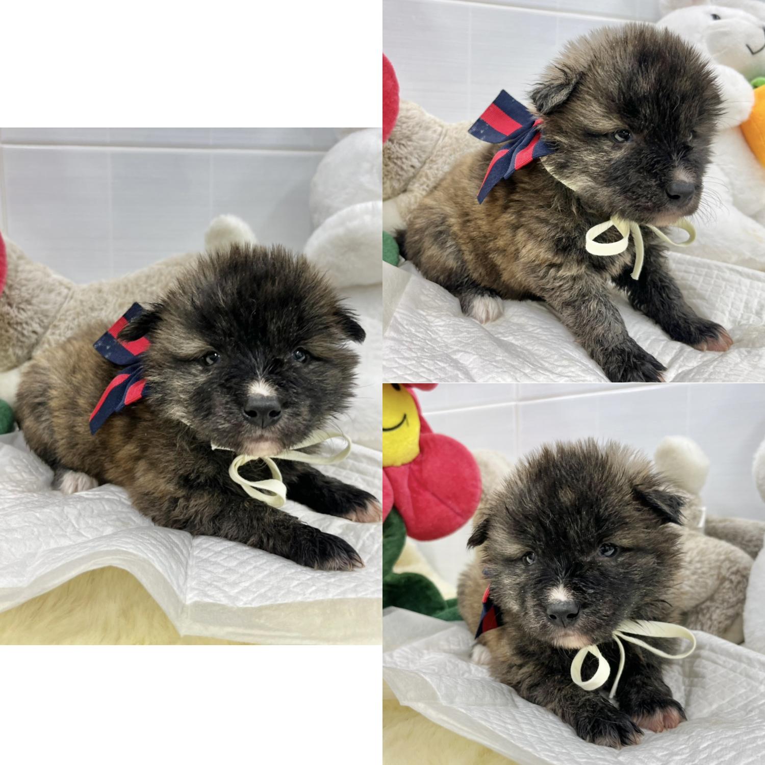보호중 믹스견의 가…
