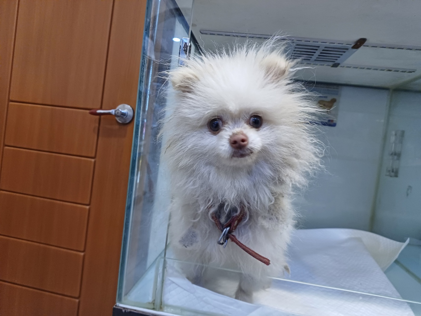 행복한동물병원_445464202401156