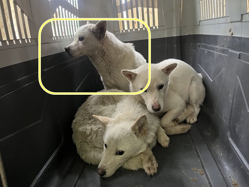 장흥군 동물보호센터_446491202400022