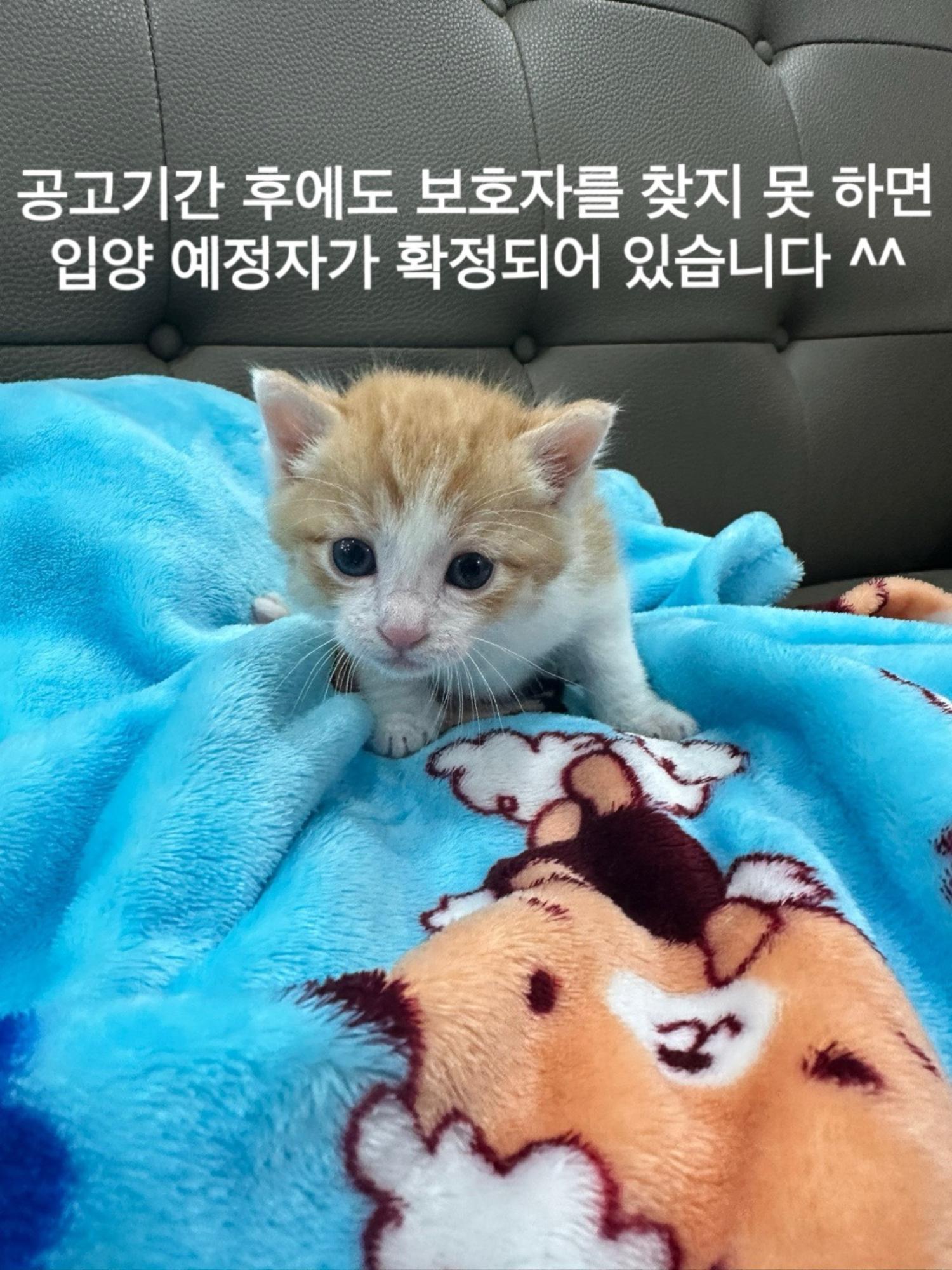 종료(입양) 한국 …