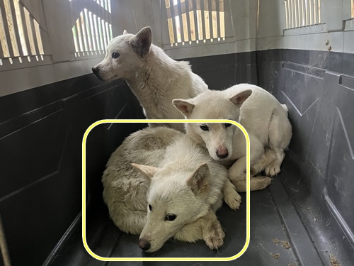 장흥군 동물보호센터_446491202400020