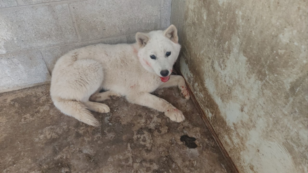 산청동물보호센터_448545202400166
