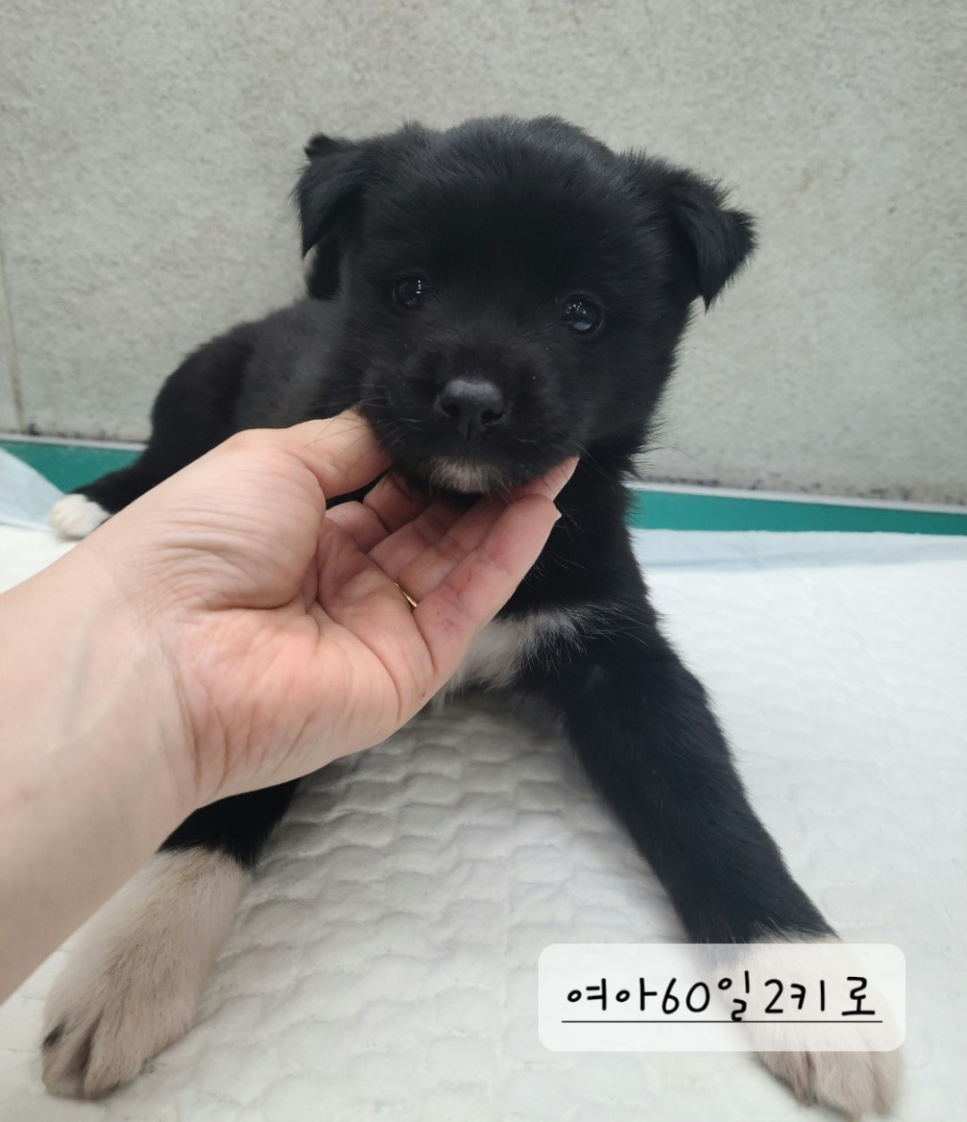 종료(자연사) 믹스…