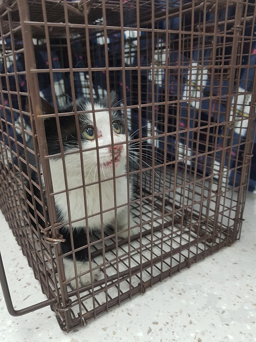 종료(입양) 한국 …