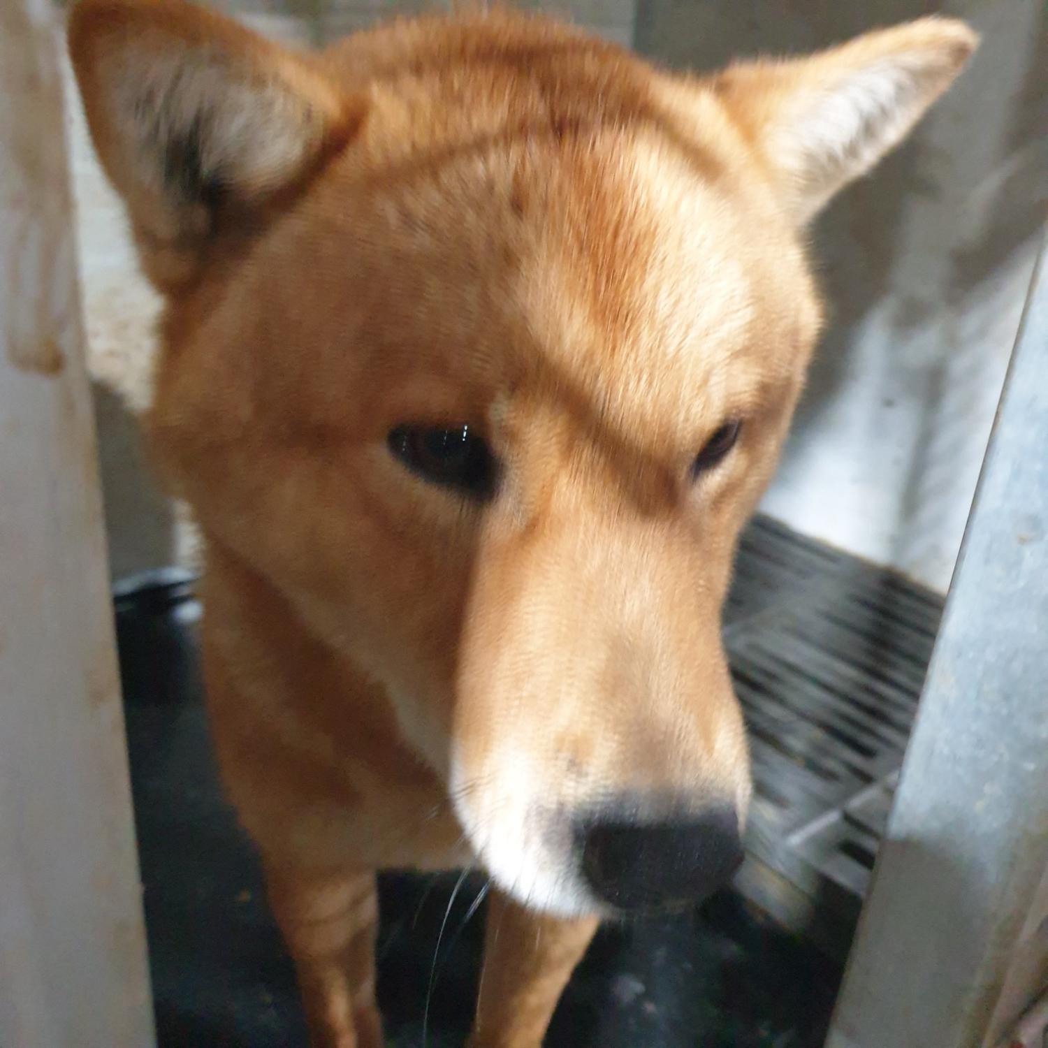 남양동물보호센터_441553202401092