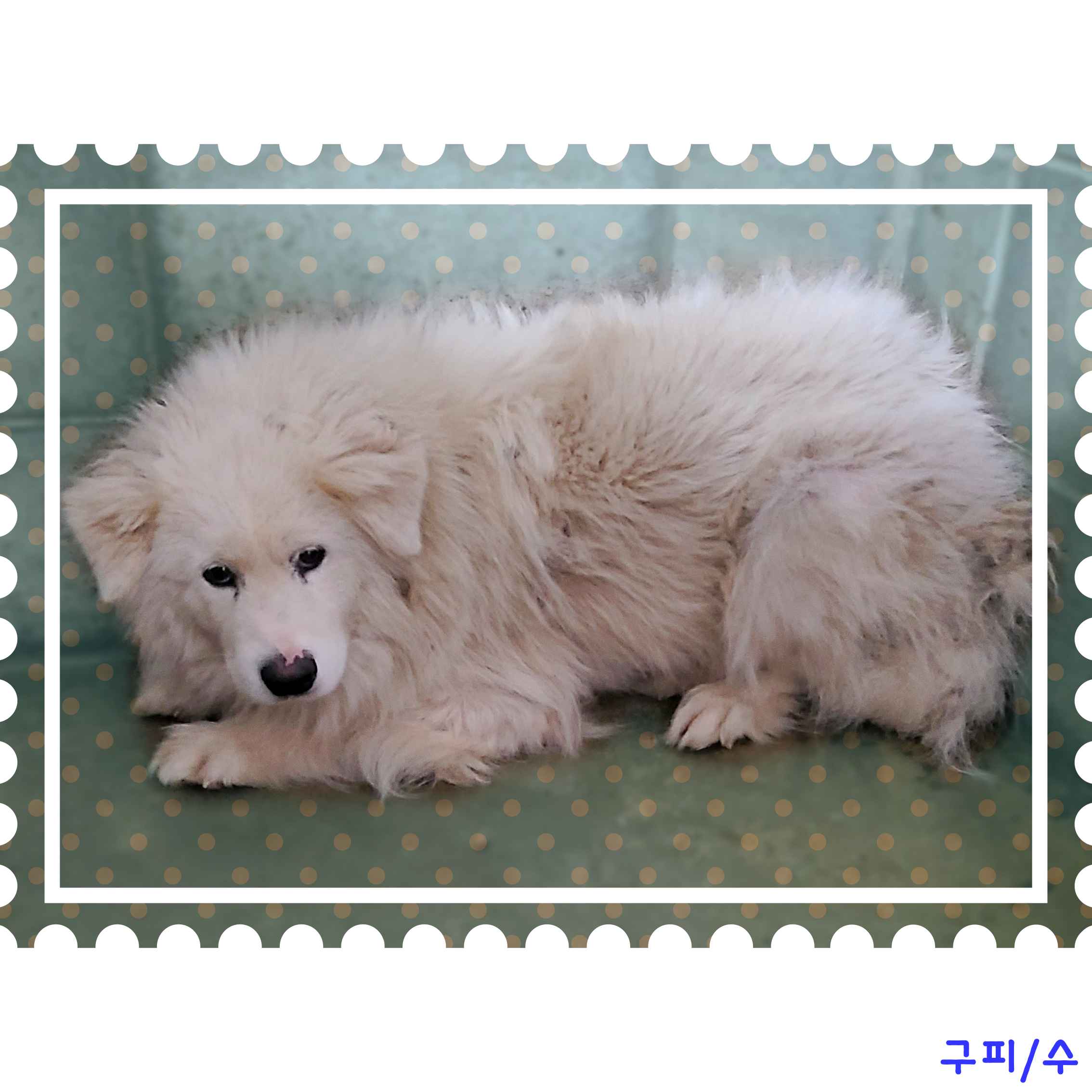 군산유기동물보호센터_445467202400504