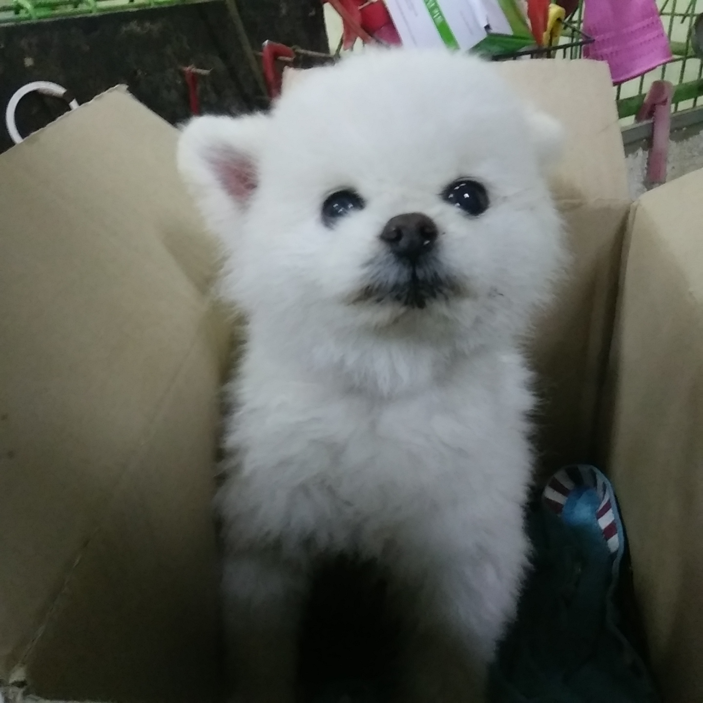 인천광역시수의사회_428353202400217
