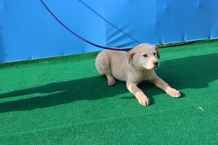 제주 동물보호센터_450650202400939