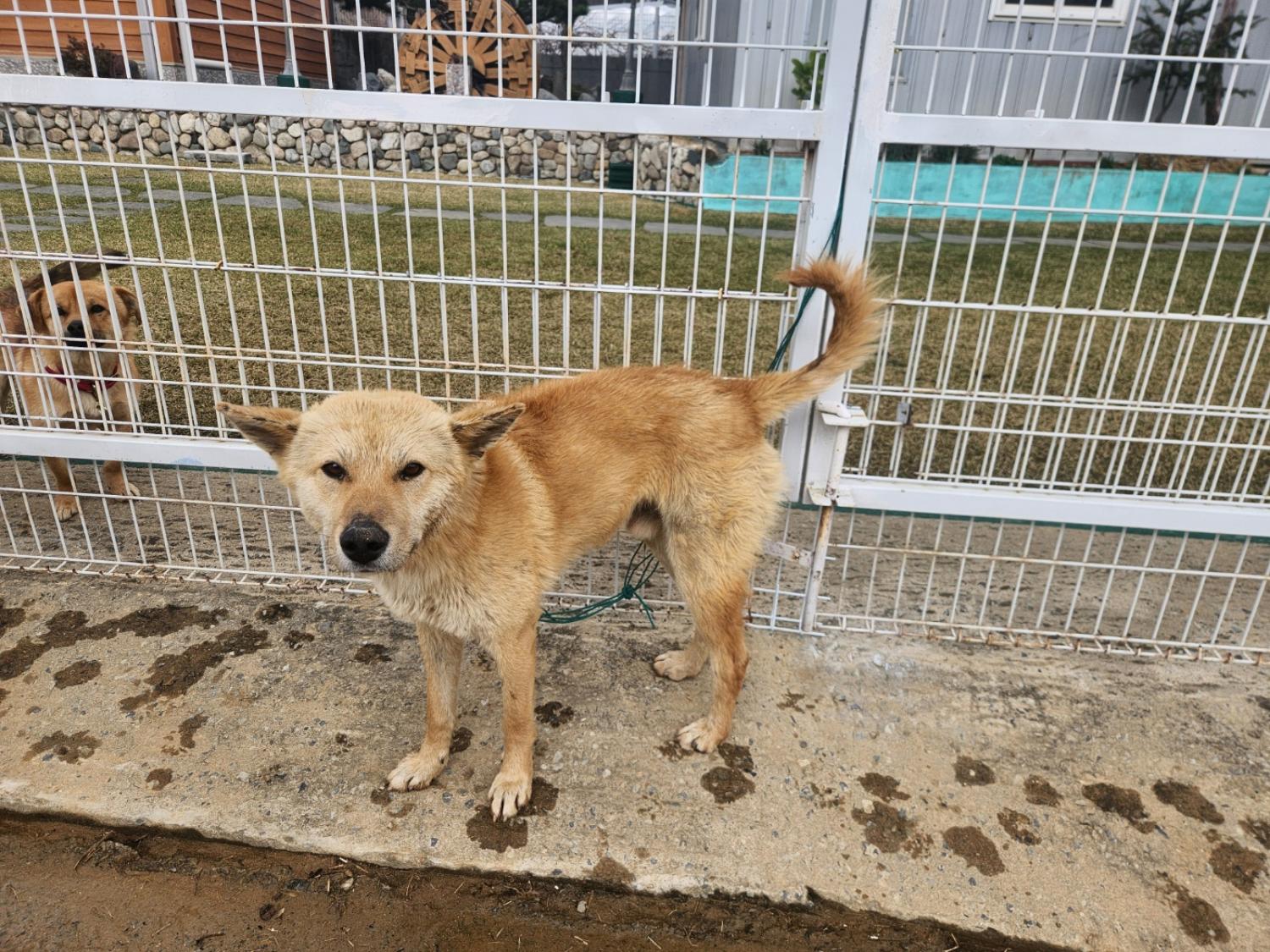 칠곡유기동물보호센터_447522202400064
