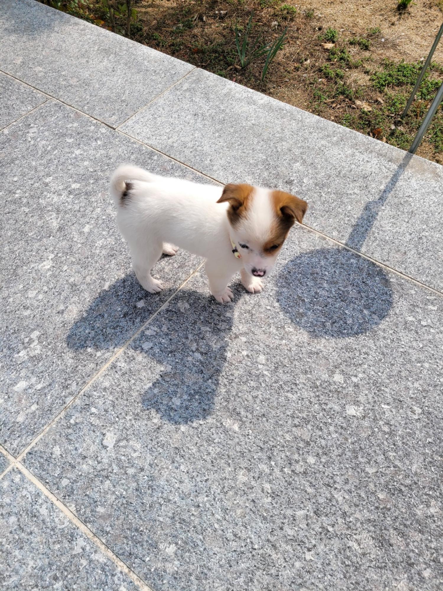 칠곡유기동물보호센터_447522202400063