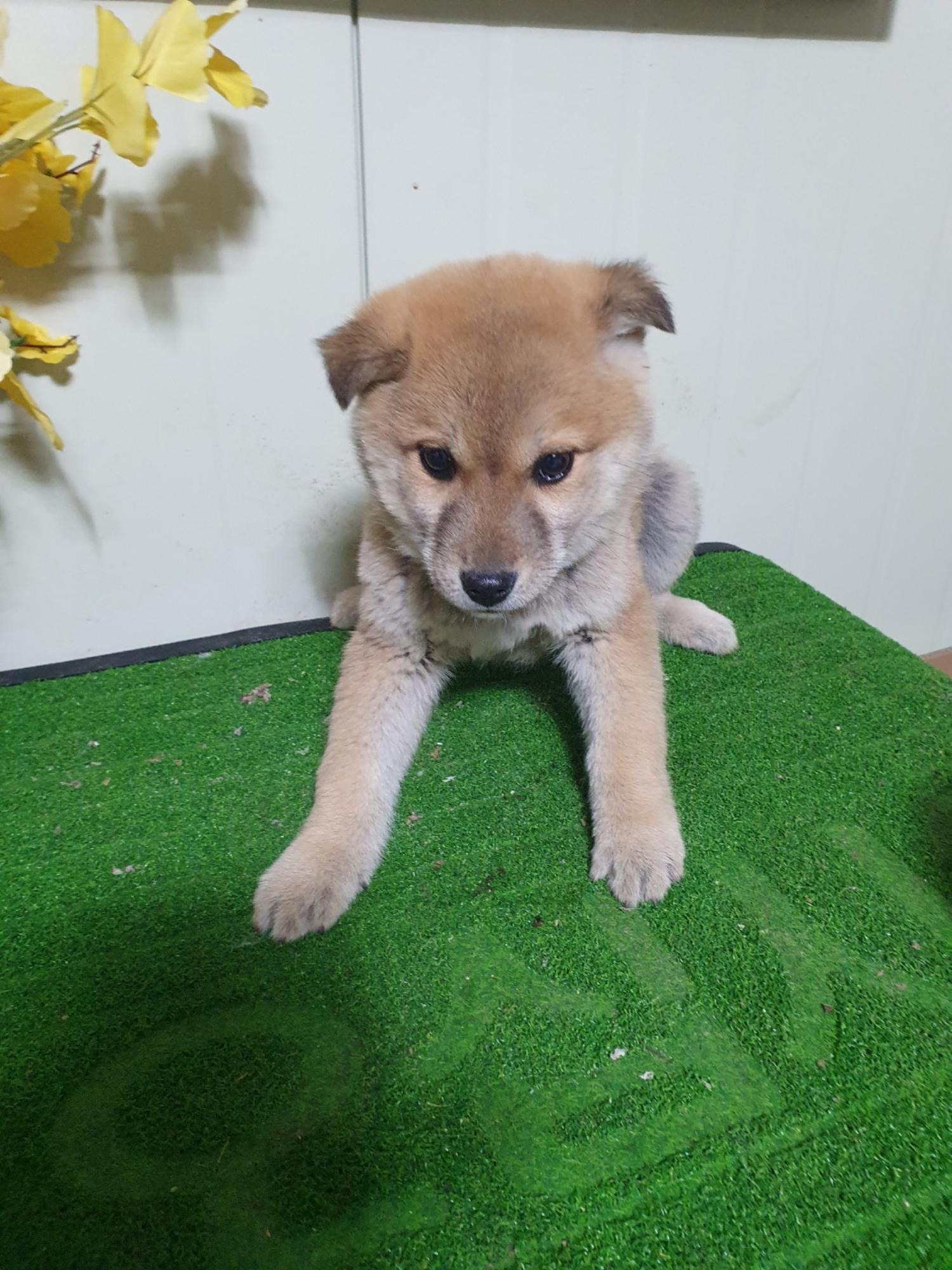 학교동물임시보호센터_446496202400094