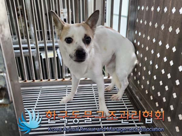 한국동물구조관리협회_411303202400105