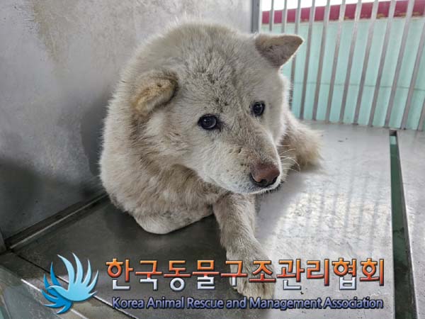 종료(안락사) 믹스…