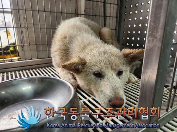 한국동물구조관리협회_441409202400387