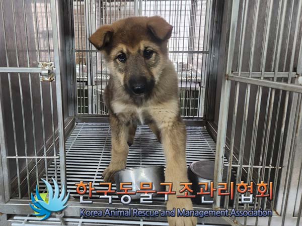한국동물구조관리협회_441560202400313