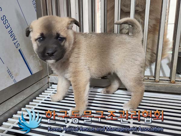 한국동물구조관리협회_441406202400492