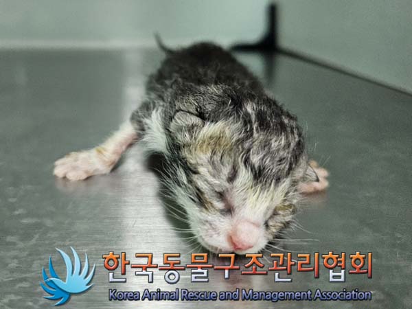 한국동물구조관리협회_441560202400311