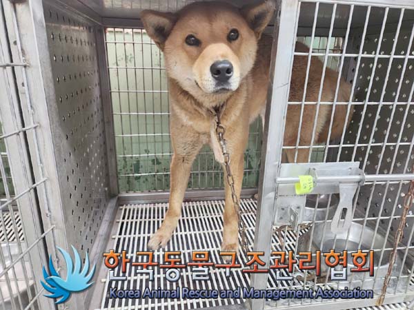 한국동물구조관리협회_411312202400263