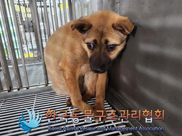 한국동물구조관리협회_441414202400153
